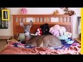 Dillie the Deer: Love on Tiny Hooves | National Geographic