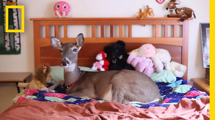 Dillie the Deer: Love on Tiny Hooves | National Ge...
