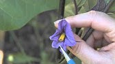How to grow eggplants 
