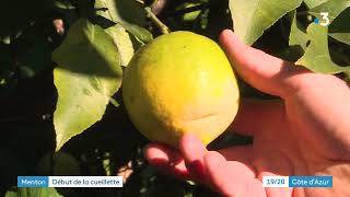 Citrons De Menton, Cest Lheure De La Cueillette