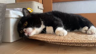 6年分の爪とぎの隠し場所が見つかり荒らされてしまう…。