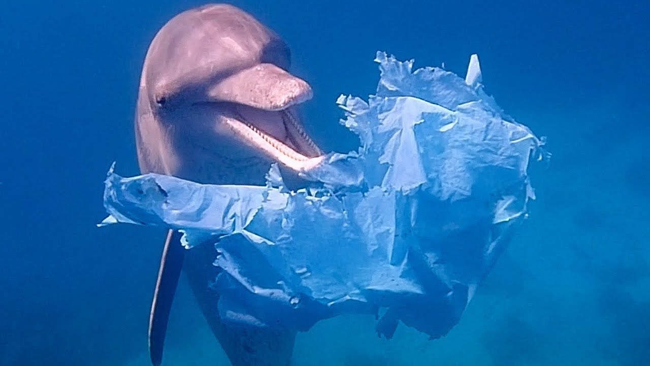 ⁣Dolphins Playing with Plastic Bags | Blue Planet Live | BBC Earth