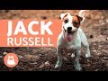 Tudo sobre o JACK RUSSELL TERRIER の動画、YouTube動画。