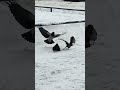 Россия Ульяновск разборка ворон