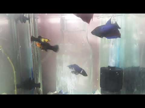 كيفية تربية سمك الفايتر تكبير حجم الايناث للتكاثر والاكل المفضل