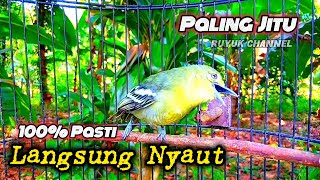 Suara Cipoh Gacor Pancingan Paling Jitu Burung Cipoh Apapun 100% Pasti Langsung Nyaut...‼️