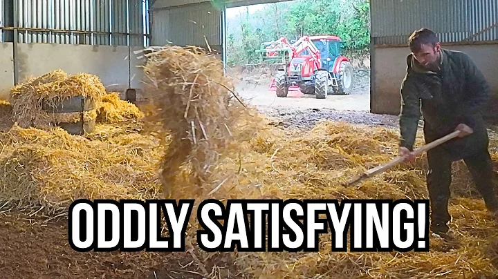 BEDDING AND FEEDING 700 LAMBS!