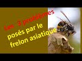 Les 3 dangers du frelon asiatique