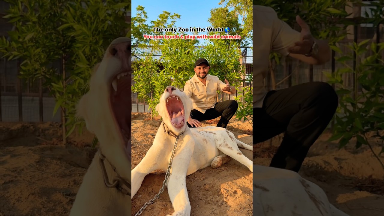 The only Zoo in the World where can you touch and play with wild animals | The Zoo Wildlife park UAE