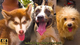 Saddar Dogs Kutta Market 2492023 Karachi | كلاب الحراسة والمقاتلة