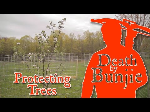 วีดีโอ: Deer Tree Protection - ฉันจะปกป้องลูกต้นไม้จาก Deer ได้อย่างไร