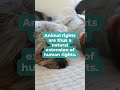 Animal Rights And Human Rights Are Interconnected Animal Rights And Human Rights Are Interconnected