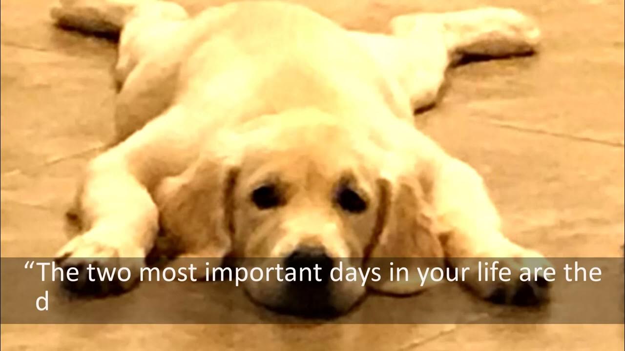 Funny Cuties Dog with Amazing Quotes Inspired You Ep04 YouTube