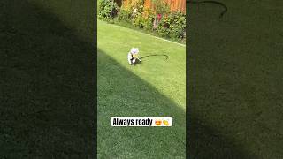 ❤️ #dogshorts #cutedog #funny #funnydogs #dogs #funnyshorts
