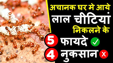 अचानक घर में लाल चींटी  निकलने के 4 नुकसान 5 फायदे और ये उपाय करते ही मिलेगा सिर्फ लाभ
