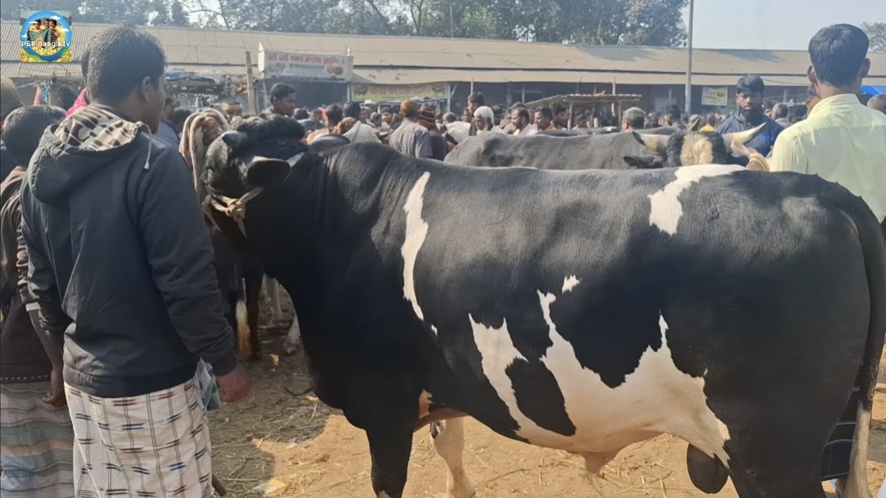 @ মঙ্গলবার ১৩ জানু"২৬|| ঢাকার ব্যবসায়ীর মাংসের বড় বড় ষাঁড় গরু কেনা ঠাকুরগাঁওয়ের খোচাবাড়ী হাটে||