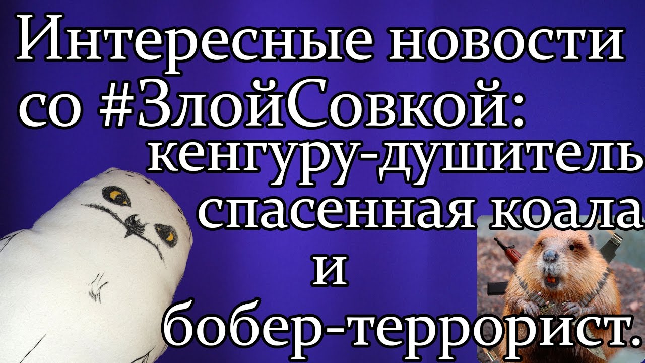 Твои питомцы тонут кого спасешь. Бобер террорист.