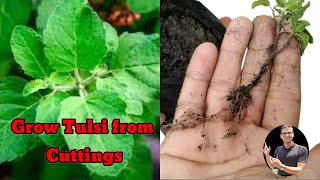 How to grow tulsi plant from cutting easily at home | Holy basil propagation  | tulsi plant cutting