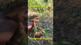 Chinh Phục Chồn Đèn Siêu Nhanh 2023-Mongoose