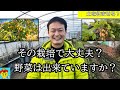 【自然栽培204】お答えします。草マルチなしで栽培大丈夫？土は休ませる？生ごみコンポストはどうする？連作後の畑の管理紹介！