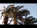 Rustle Trees Wind Ambient Sounds Relax حفيف الأشجار الرياح الأصوات المحيطة للراحة 