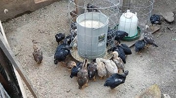 Pab me nyuam qaib 1 1/2 month