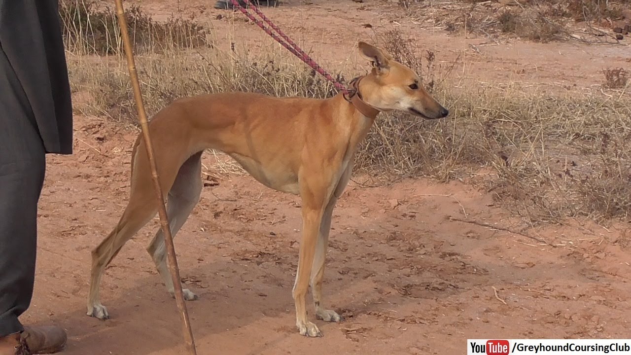 greyhound galgo dog in punjab YouTube