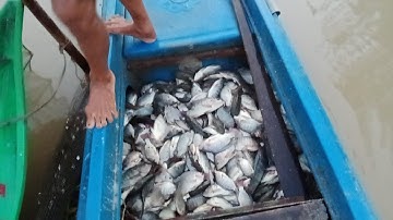 Khủng khiếp cá# Hai cái cửa ngục 1 đú dớn chạy hơn 200 ký cá ## 7 Ếch tân Hồng 