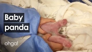 Nati Due Cuccioli Di Panda Gigante, Dallo Zoo Di Berlino Arriva Una Nuova Speranza Per La Specie