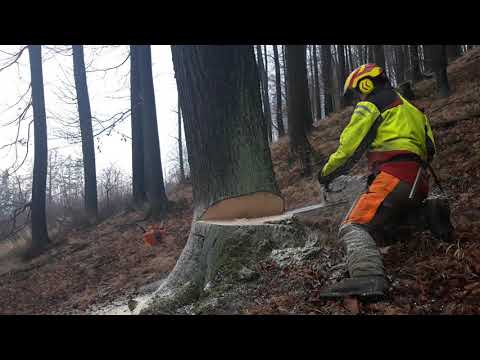 Kácení lip - Stihl ms 500i