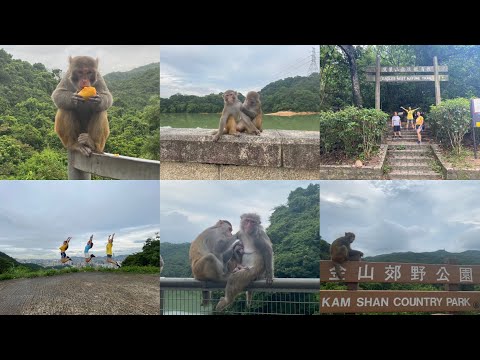 Video: Fødselsbekæmpelse Ordineret Til Hong Kong Monkeys