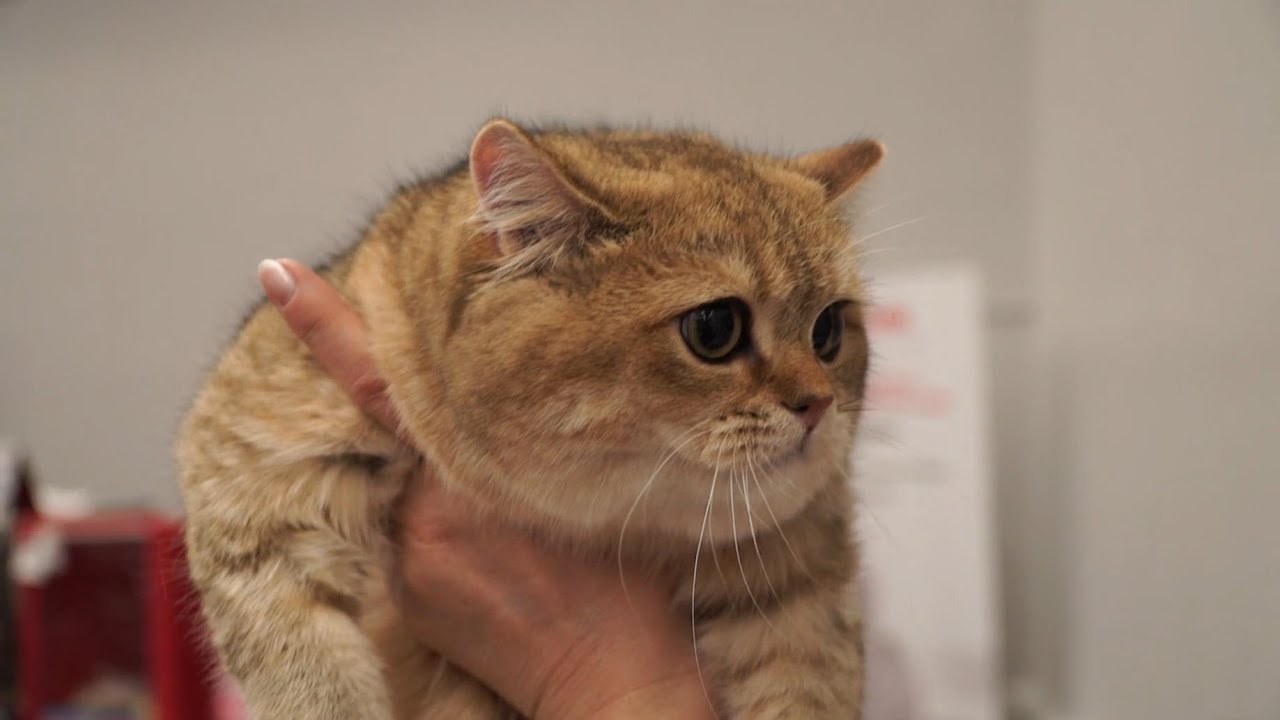 Кот Микунь Фотографии – Telegraph