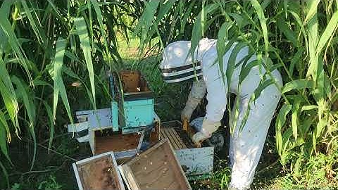 Transferring bees from a Nuc Box to a deep frame hive