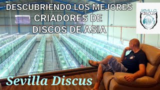 LOS MEJORES PECES DISCO DE ASIA | The best Asian Discus breeders