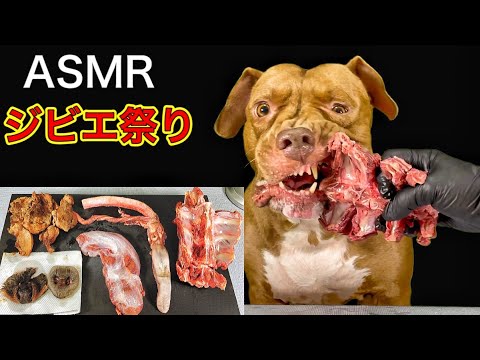 【閲覧注意ASMR】ピットブルが鹿の背骨を噛み砕く咀嚼音がクセになる