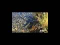 End of Life Laying Egg Salmon #salmon #fish #fishhatchery #featherriver #river #nature #lifecycle