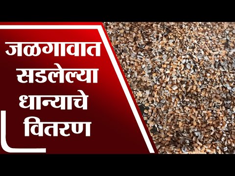 Jalgaon Cheap Grain | स्थानिक महसूल विभागाकडून जळगावातील खेड्यापाड्यात सडलेल्या धान्याचे वितरण-tv9