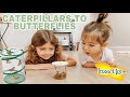 GROWING OUR OWN BUTTERFLIES AT HOME | INSECT LORE