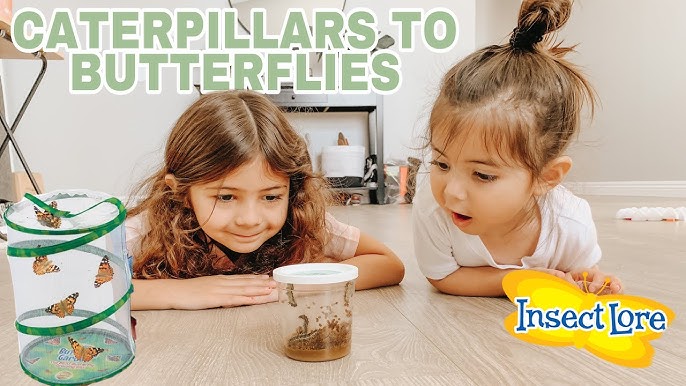 Insect Lore Butterfly Garden Kit With Cup Of Live Caterpillars - Grow Live  Butterflies - Week 1 