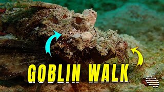 Sea Goblin (Devil Stinger) Uses Fins To Walk On Seabed
