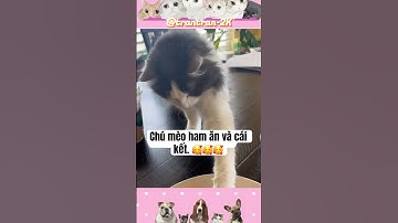 Chú mèo ham ăn và cái kết.#pets #shortvideo #cute #funny #cat