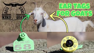 Ear Tags For Goats | Identifying Your Goats | Kiko Goats | Micro Chip Ear Tag