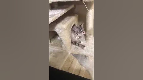 Cat Tree Tower Condo Furniture Scratch Post for Kittens Pet House Play