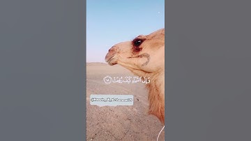 {أفلا ينظرون إلى الإبل كيف خلقت} [الغاشية:17]- عبدالرحمن مسعد - القرآن الكريم تحميل و استماع🎧🤍😔