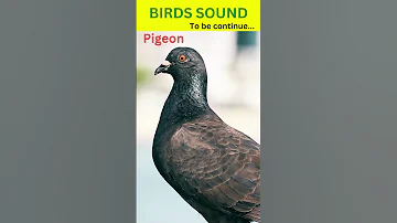 Pigeon Sound Beautiful Pigeon Shorts Pigeon 
