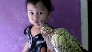 Siul Sholawat Badar untuk Masteran Falk Belia (Untuk Dipake Sendiri)