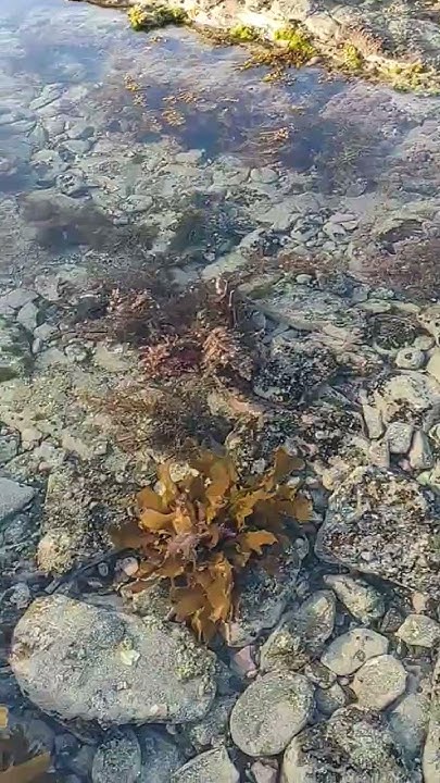 Время отлива, Новая Зеландия#newzealand #nature # ...
