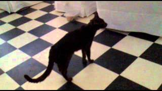 Havana brown cat Stimpy is angry ! by Ghostnet99 1,659 views 12 years ago 27 seconds
