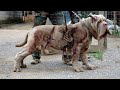 10 MOST UNUSUAL DOGS IN THE WORLD