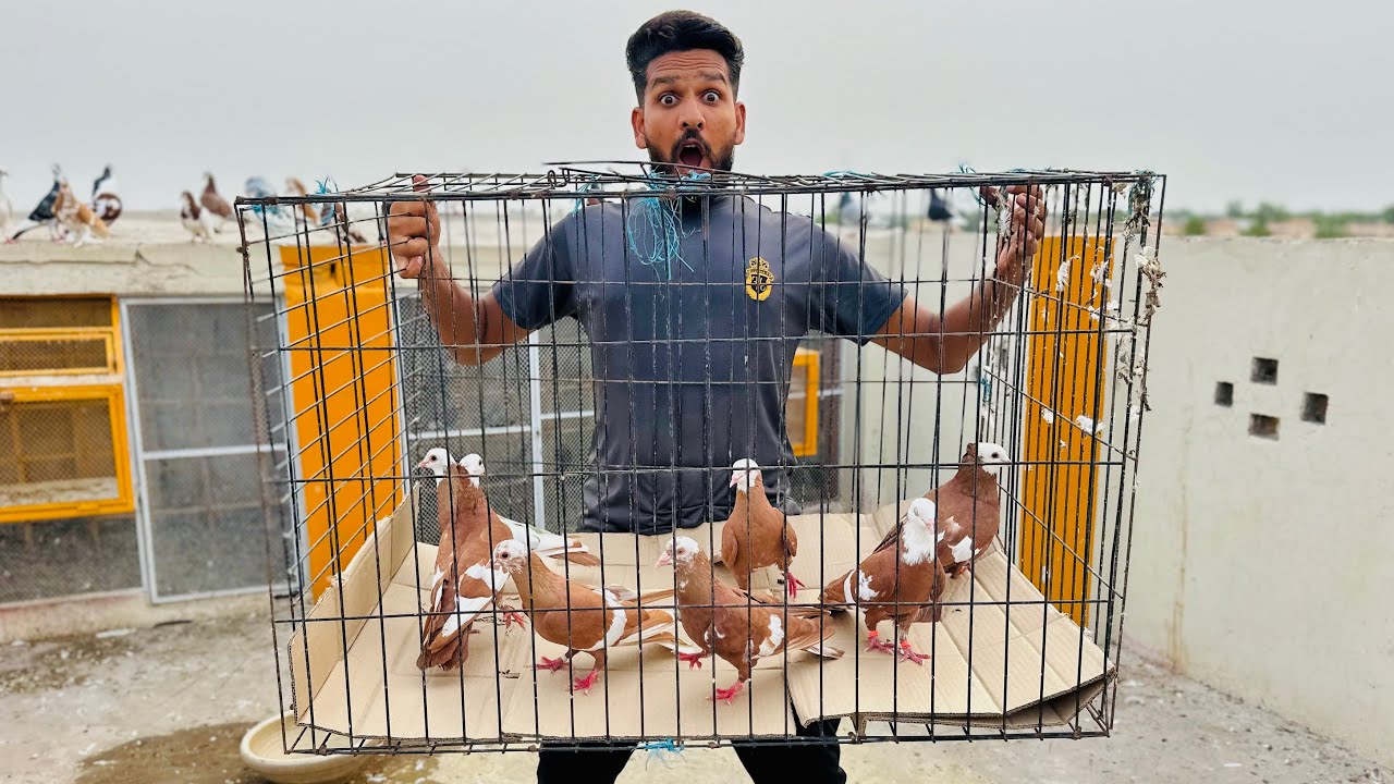 Aaj bohat sare kabutaro ko khareed kar lay aye😱😳